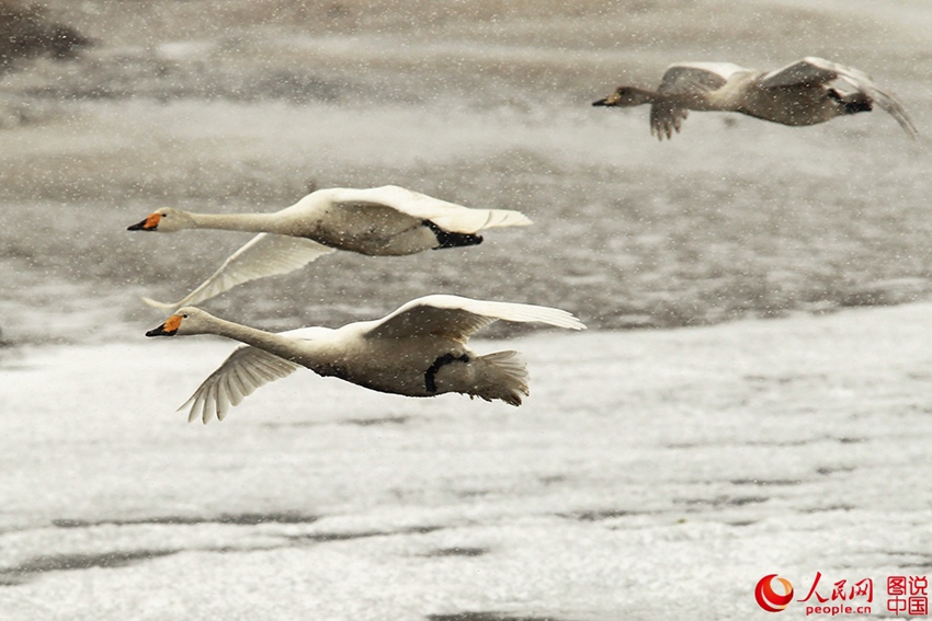 Swans enjoying snowfall in E China