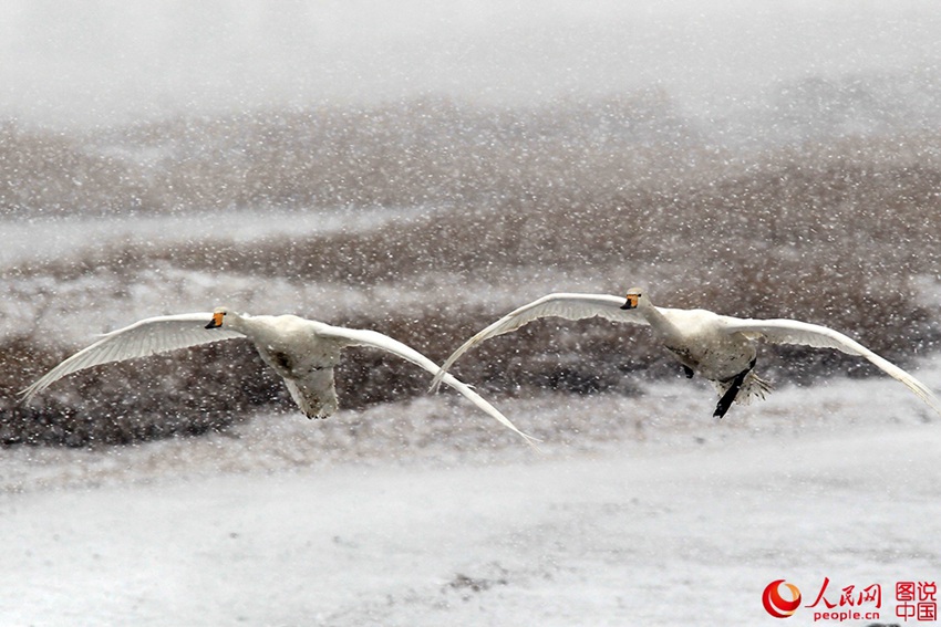 Swans enjoying snowfall in E China