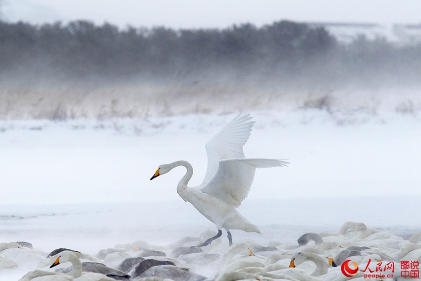 Swans enjoying snowfall in E China