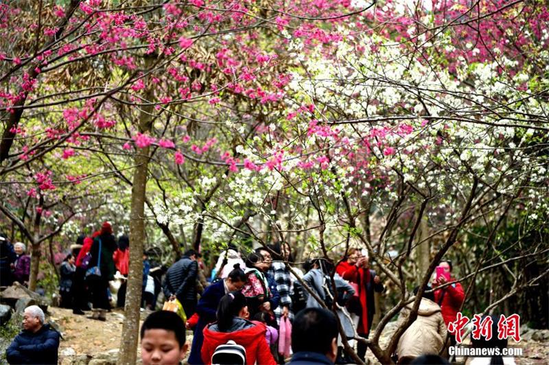 Visitors enjoy cherry blossoms in Fujian