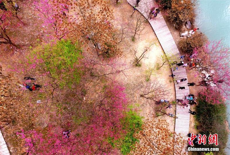 Visitors enjoy cherry blossoms in Fujian