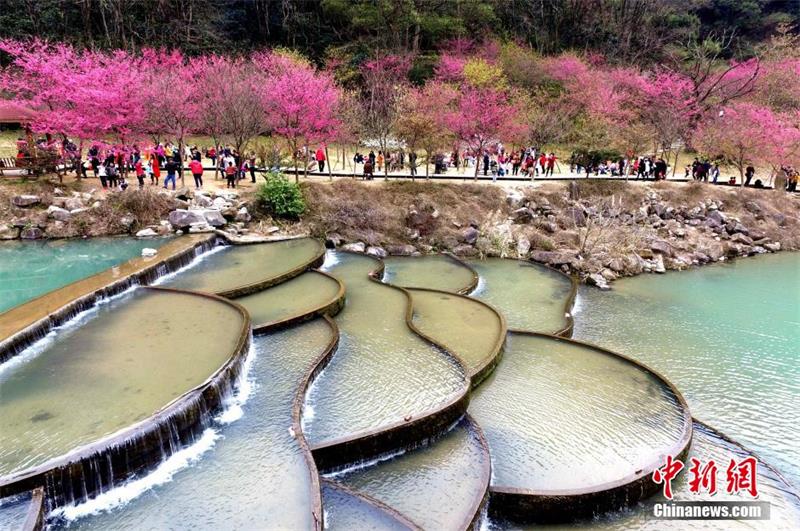 Visitors enjoy cherry blossoms in Fujian