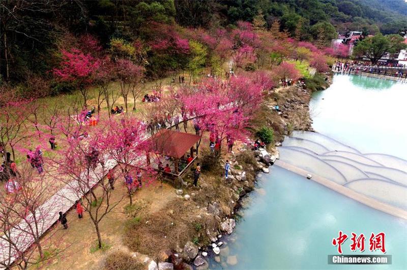 Visitors enjoy cherry blossoms in Fujian