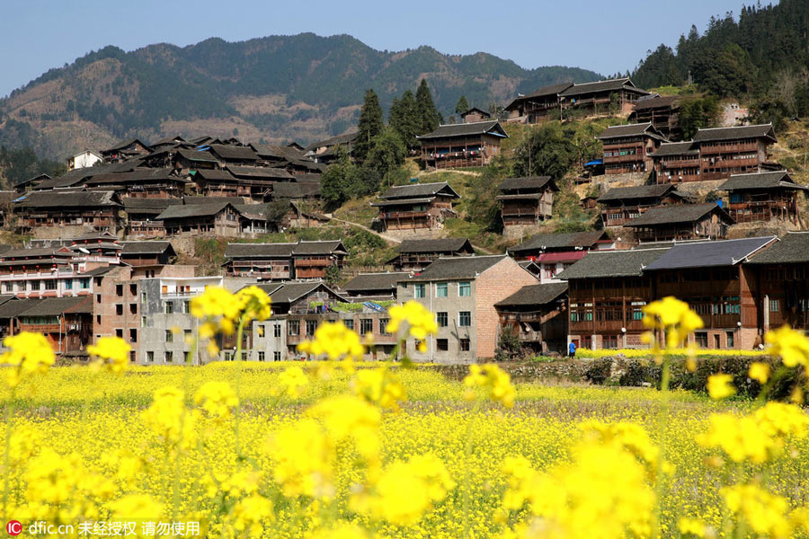 Intoxicating rape flowers in Guizhou