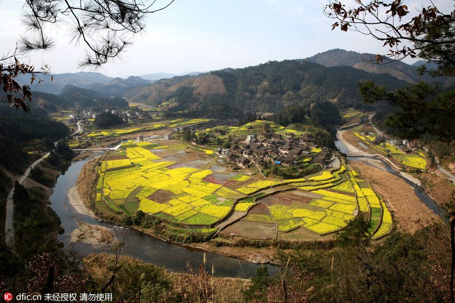 Intoxicating rape flowers in Guizhou