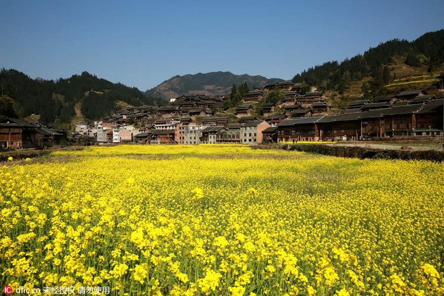 Intoxicating rape flowers in Guizhou