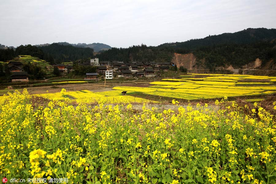 Intoxicating rape flowers in Guizhou