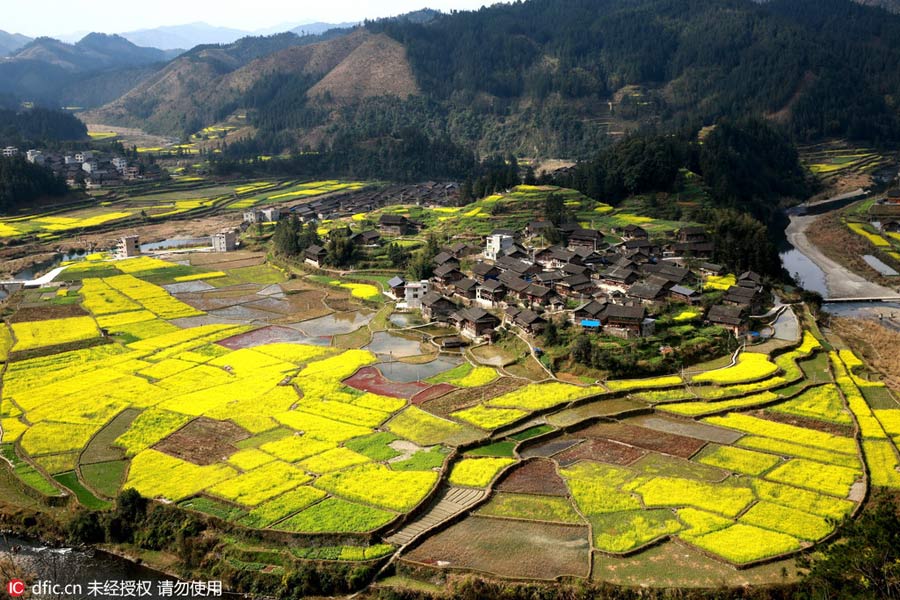 Intoxicating rape flowers in Guizhou