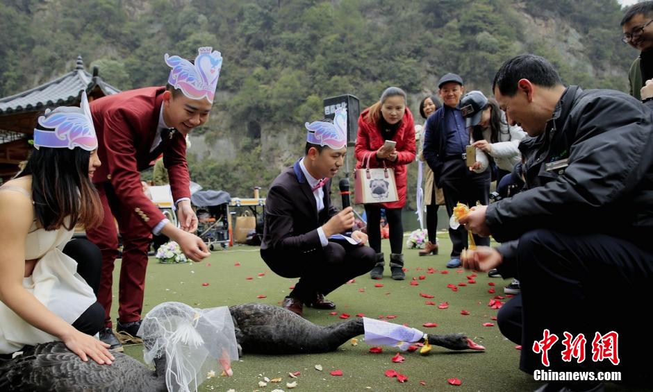 Wedding held for two black swans in Zhangjiajie