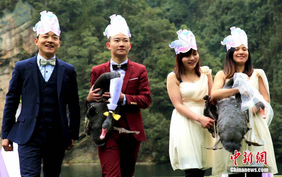 Wedding held for two black swans in Zhangjiajie