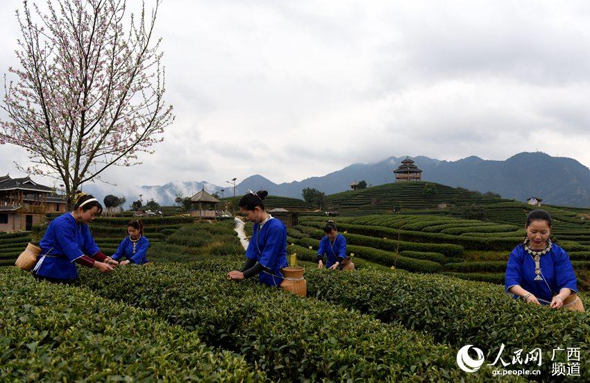 Tea farmers pick up first batch of spring tea