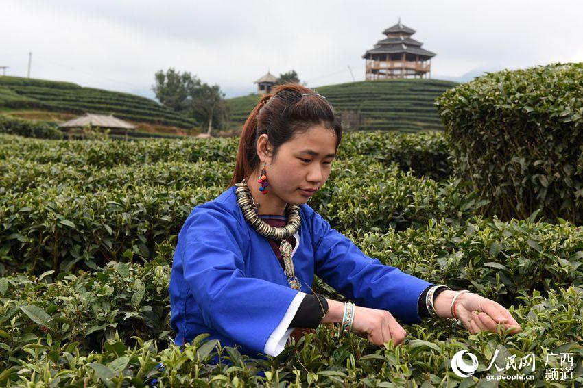 Tea farmers pick up first batch of spring tea