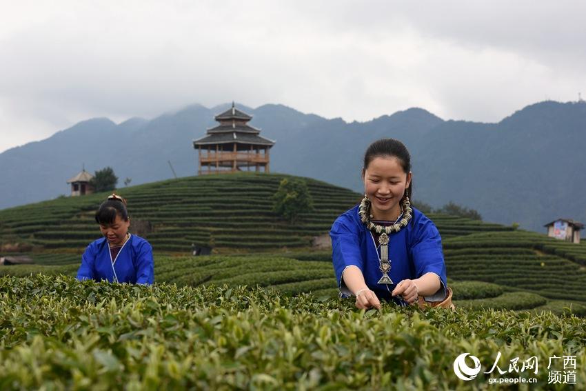 Tea farmers pick up first batch of spring tea