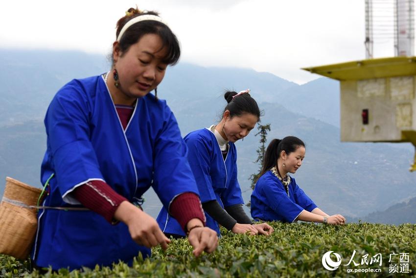 Tea farmers pick up first batch of spring tea