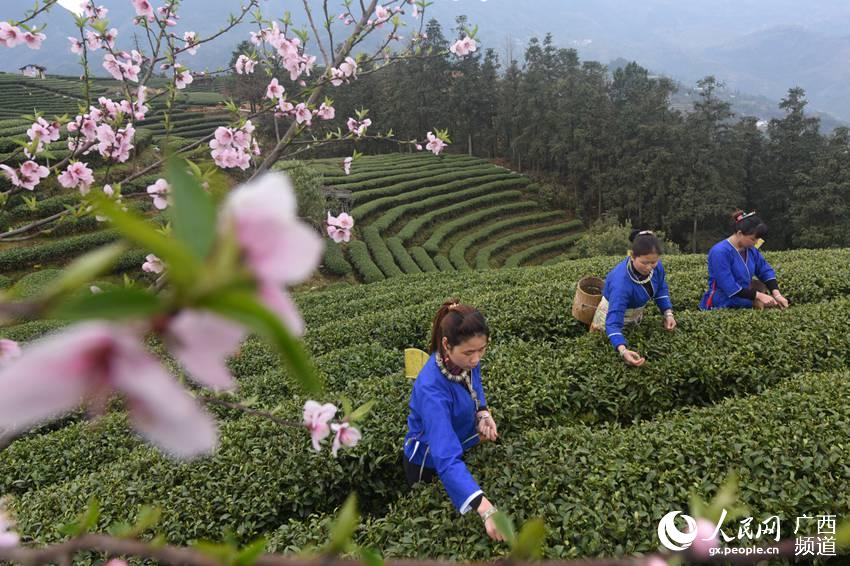 Tea farmers pick up first batch of spring tea