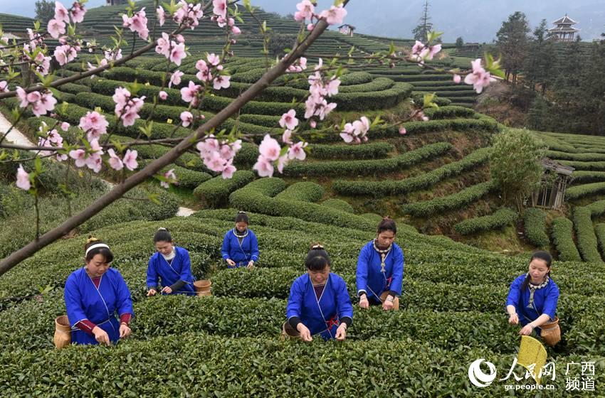 Tea farmers pick up first batch of spring tea