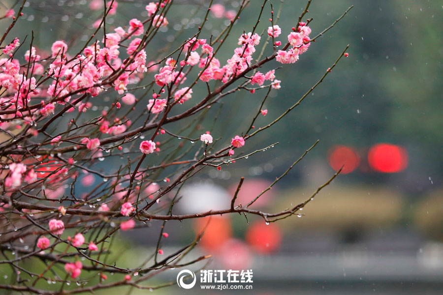 Plum flowers bloom in rain in Hangzhou