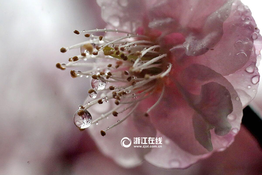 Plum flowers bloom in rain in Hangzhou