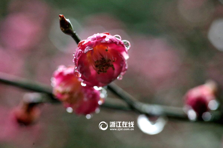 Plum flowers bloom in rain in Hangzhou