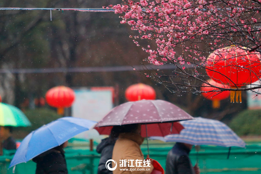 Plum flowers bloom in rain in Hangzhou