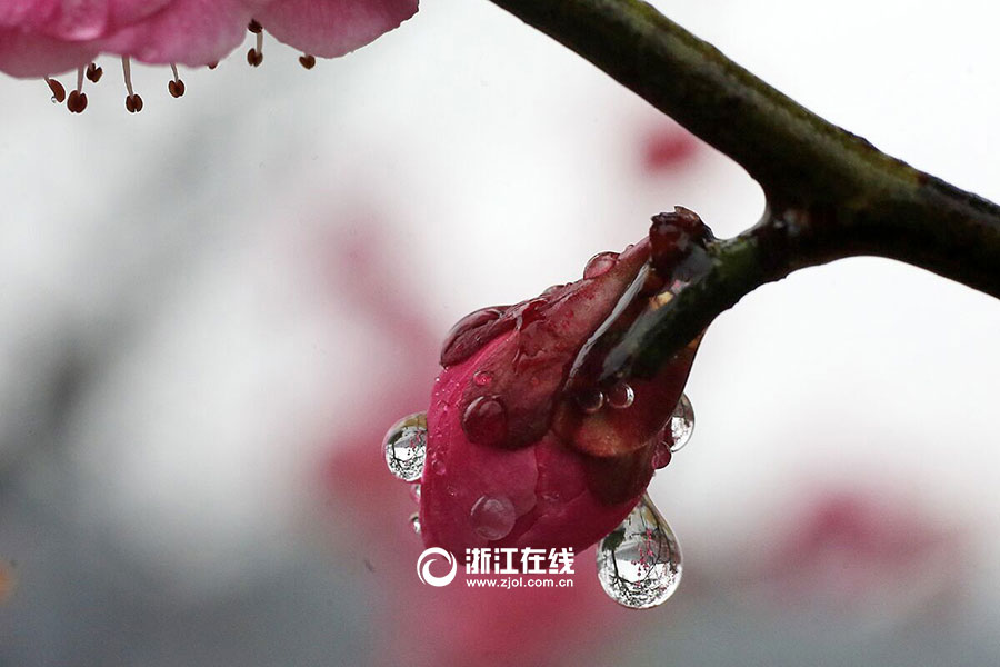 Plum flowers bloom in rain in Hangzhou