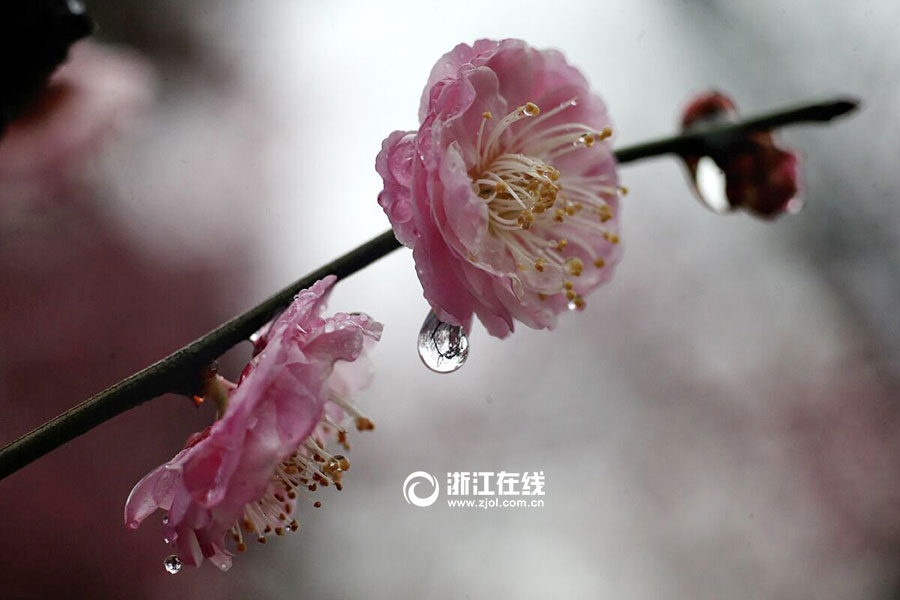 Plum flowers bloom in rain in Hangzhou