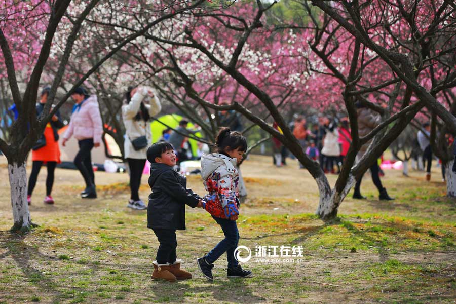 Breathtaking plum blossoms in Hangzhou
