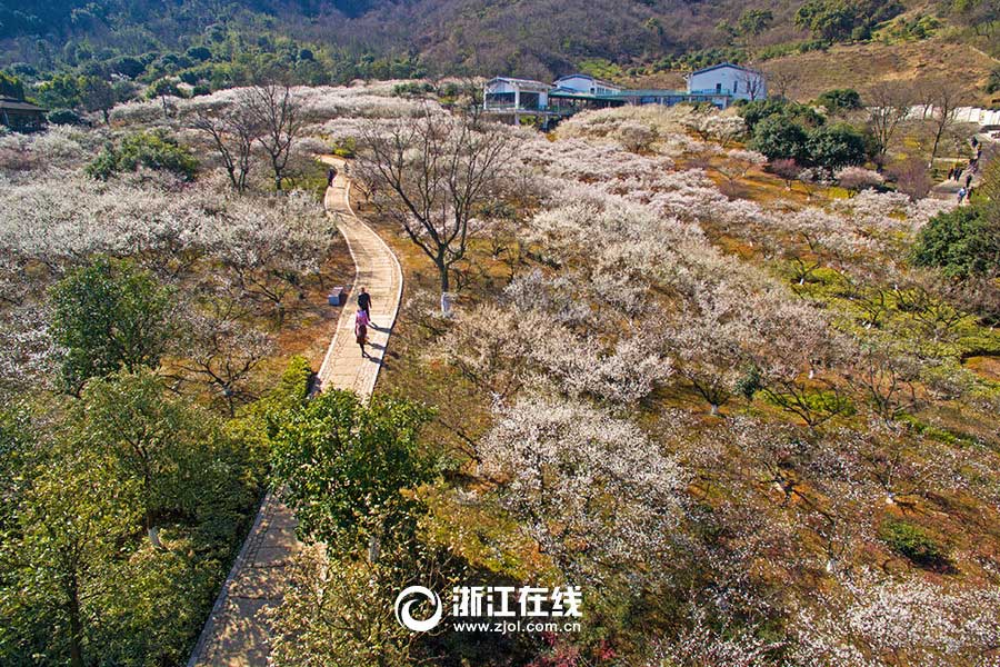 Breathtaking plum blossoms in Hangzhou
