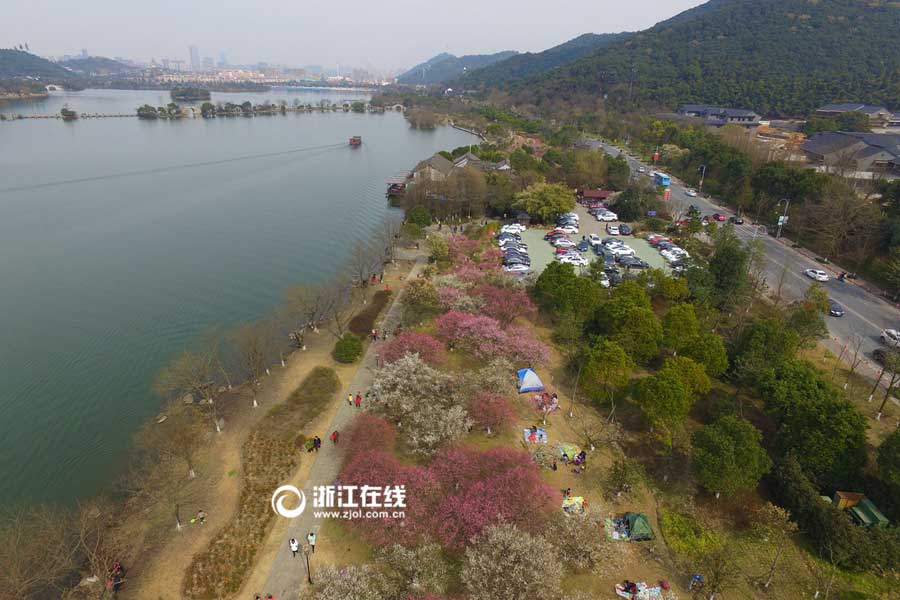 Breathtaking plum blossoms in Hangzhou
