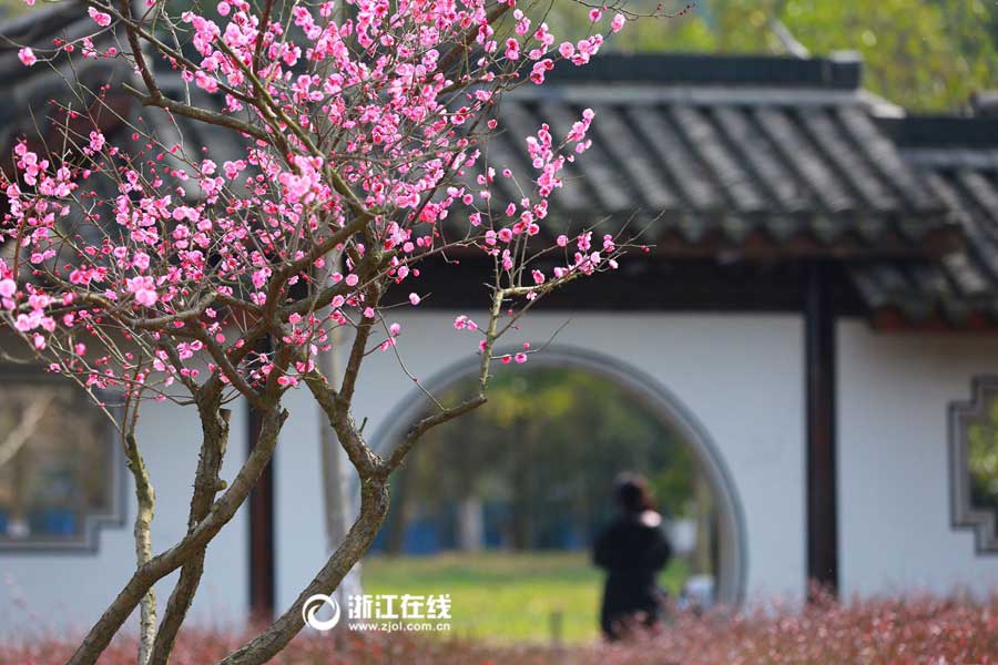 Breathtaking plum blossoms in Hangzhou
