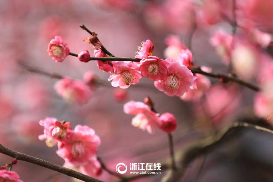 Breathtaking plum blossoms in Hangzhou
