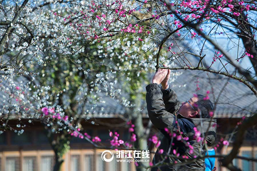 Breathtaking plum blossoms in Hangzhou
