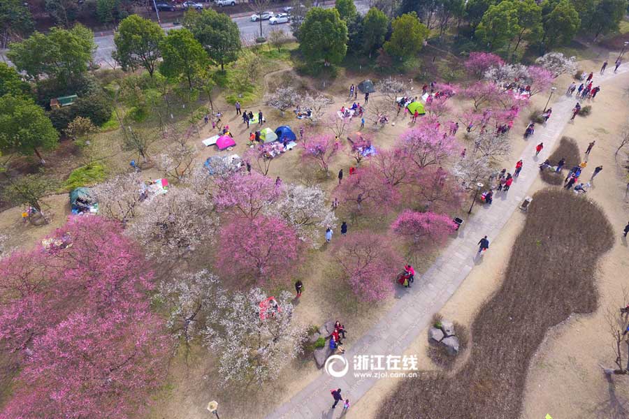 Breathtaking plum blossoms in Hangzhou
