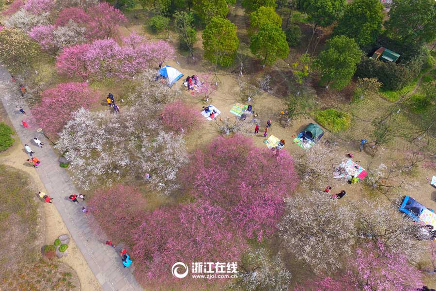 Breathtaking plum blossoms in Hangzhou
