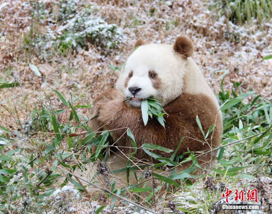 Rare brown giant panda 