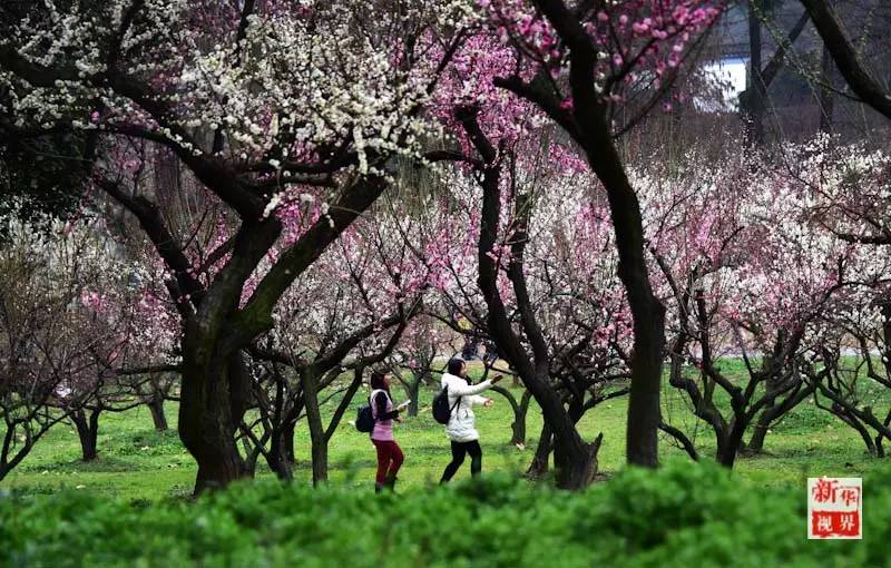 Flowers decorate early spring in S China