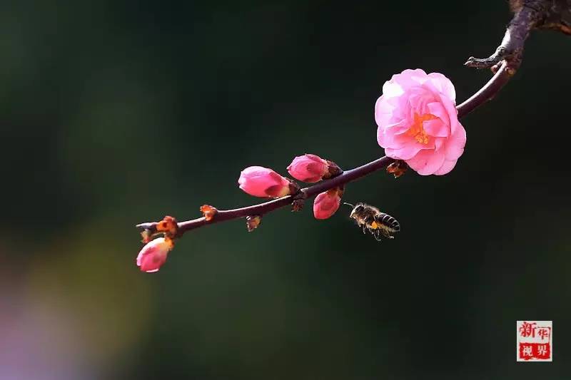 Flowers decorate early spring in S China