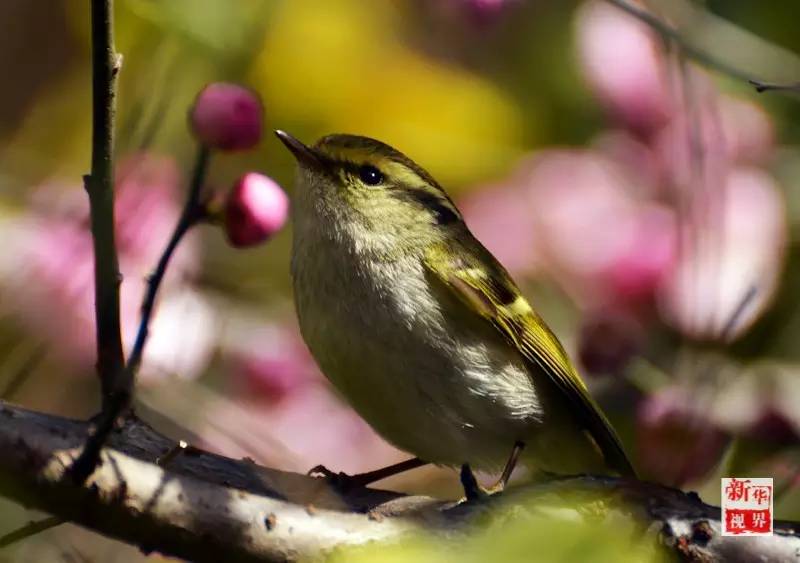 Flowers decorate early spring in S China