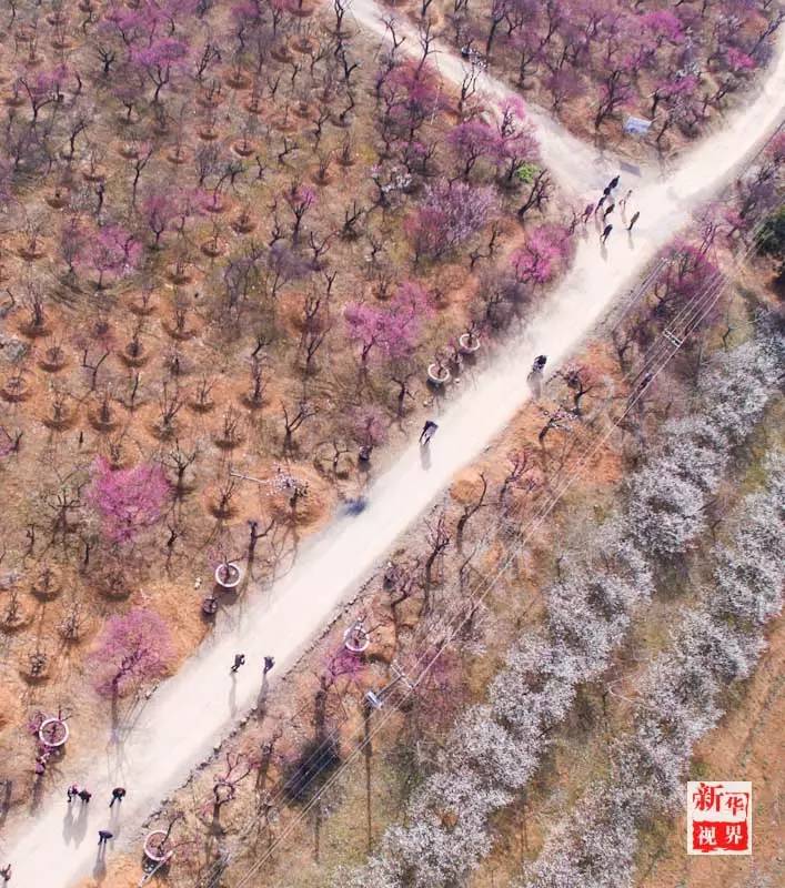 Flowers decorate early spring in S China