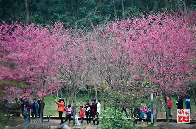 Flowers decorate early spring in S China