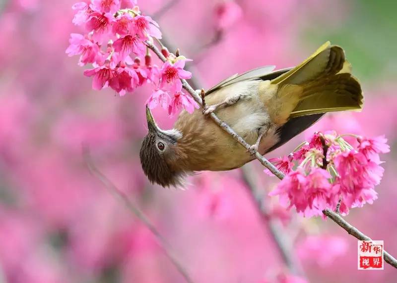 Flowers decorate early spring in S China