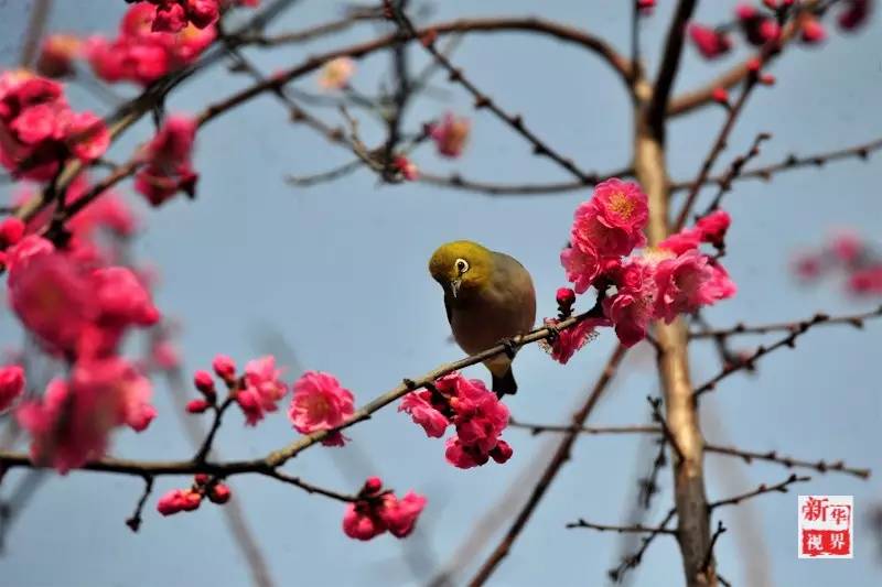 Flowers decorate early spring in S China