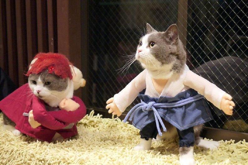 Cute cats cosplay Naruto 