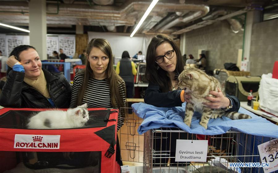 Int'l cat show held in Lithuania