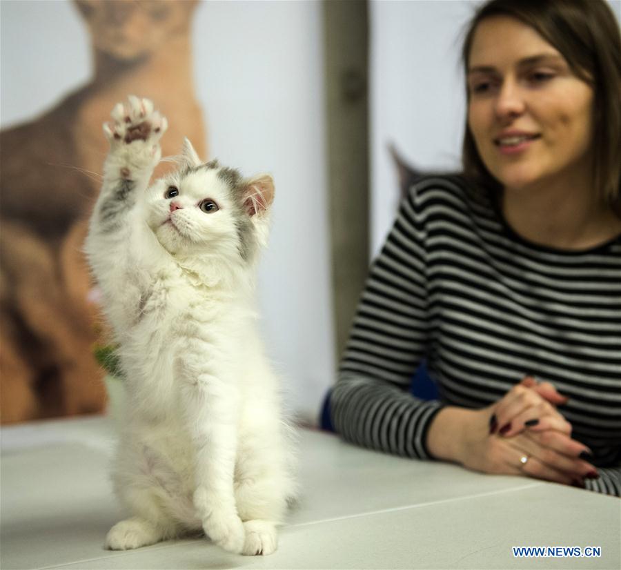 Int'l cat show held in Lithuania