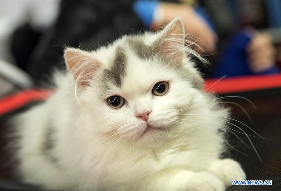 Int'l cat show held in Lithuania