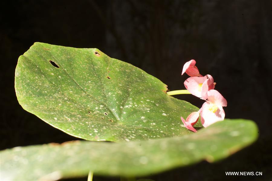 Scientists from China and France discover rare huge doline in Guangxi