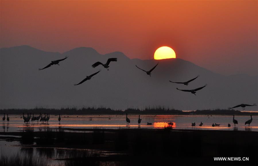 Migratory birds begin to fly northbound after wintering in SW China