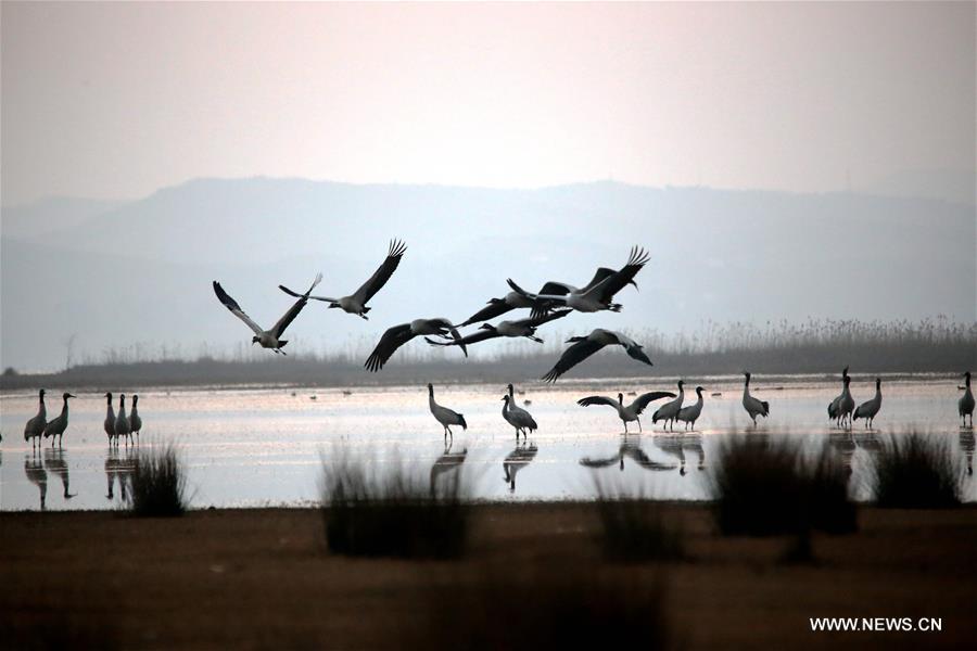 Migratory birds begin to fly northbound after wintering in SW China