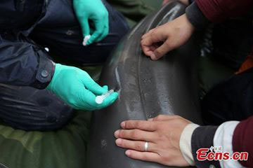 Yangtze River Finless Porpoise Gets ID